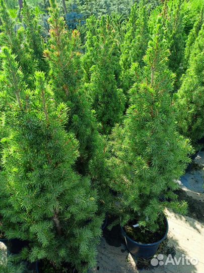 Ель коника 1 метр