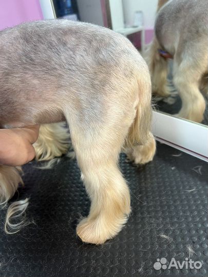 Обучение грумингу