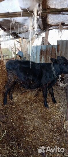 Продам Телку 4,5 мес