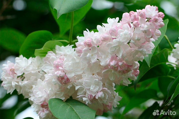 Продаю штамбовую сирень, привитую