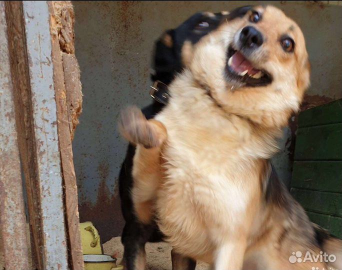 Чудесные молодые собачки приюта