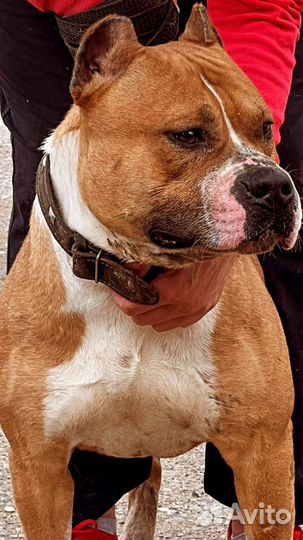 Стаффордширский терьер вязка