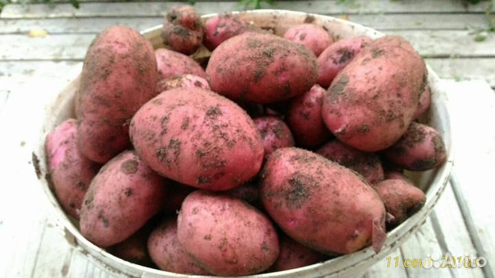 Картофель на еду крупный и на семена