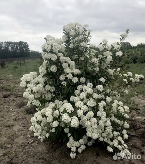 Туя брабант