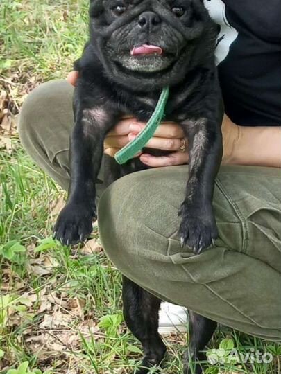 Черный мопс