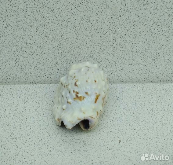 Стромбус Пипус 5,5 морская ракушка раковина