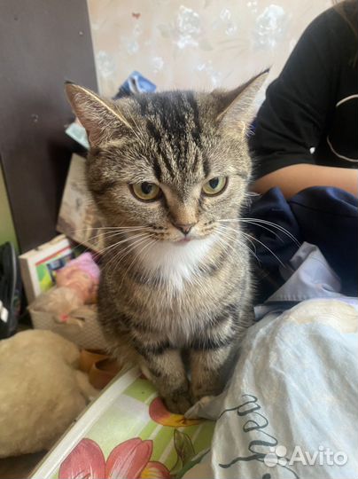 Шотландская