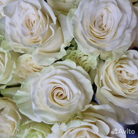 Доставка 46-10-00. Цветы. Свежее поступление