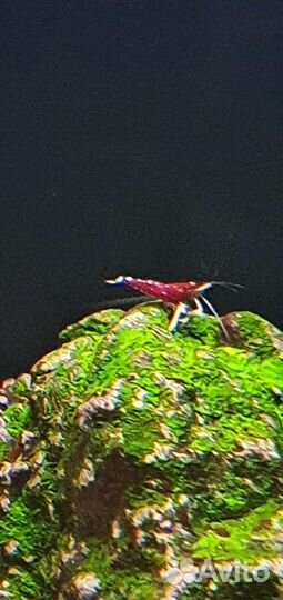 Креветка кардинал (Caridina dennerli)