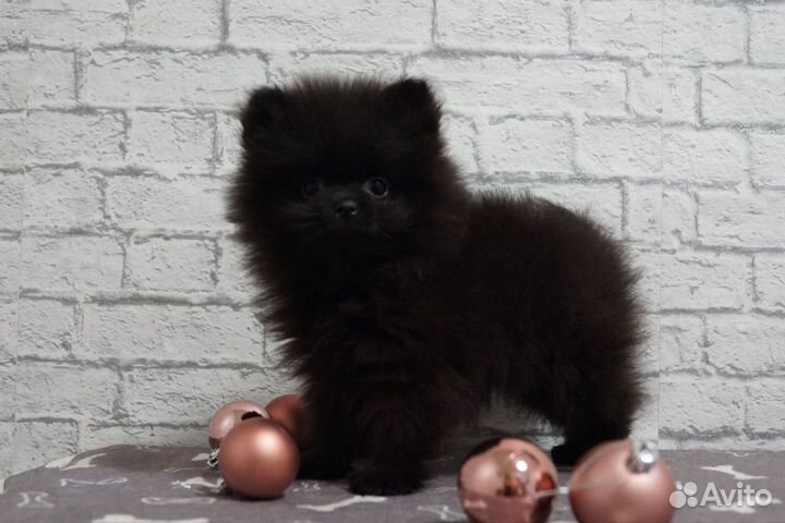 Померанский шпиц мини