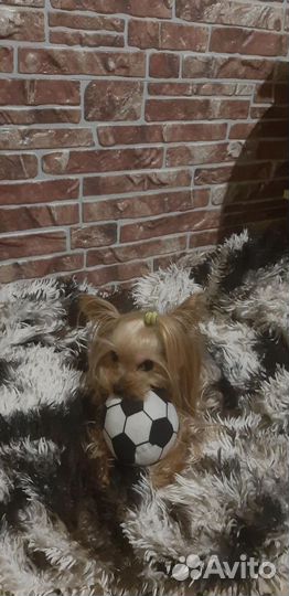 Йоркширский терьер