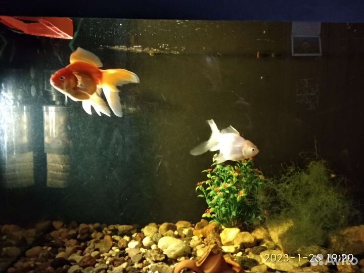 Аквариум с Золотой рыбкой продам
