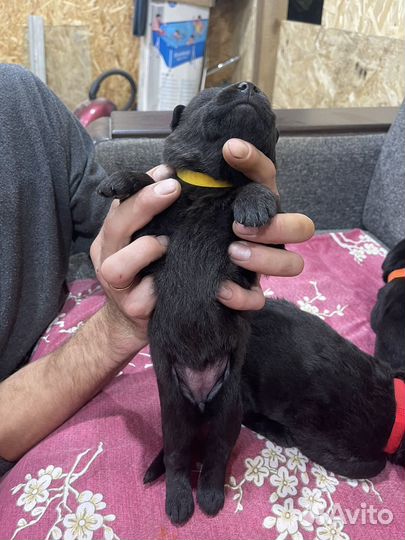 Черная немецкая овчарка