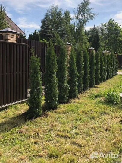 Туя западная Колумна 1.4-1.6 - 2300