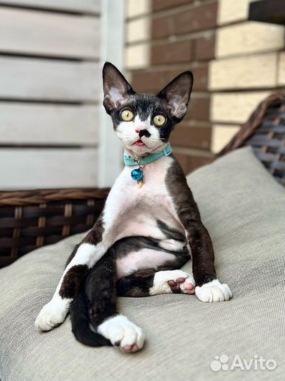 Шикарный Девон-рекс