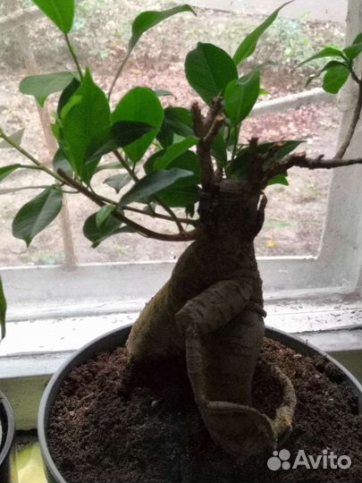 Драцена душистая, ростки фикуса бонсай и др