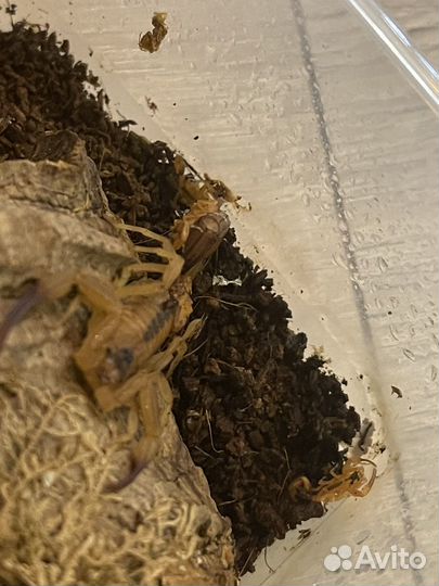 Скорпион Tityus stigmurus