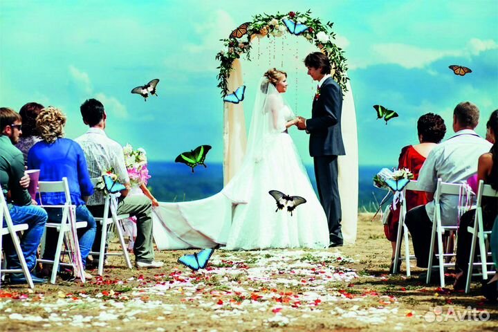 Салют из 20 Живых Тропических Бабочек с/б-16