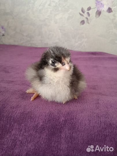 Цыплята суточные