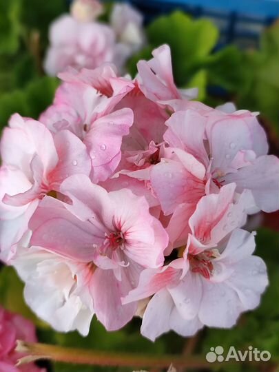Пеларгонии сортовые