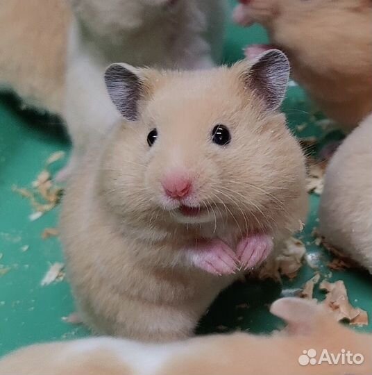 Сирийские Ангорские Хомяки Медвежата от Заводчика