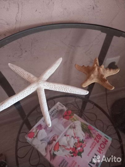 Редкие океанические и морские ракушки и звезды