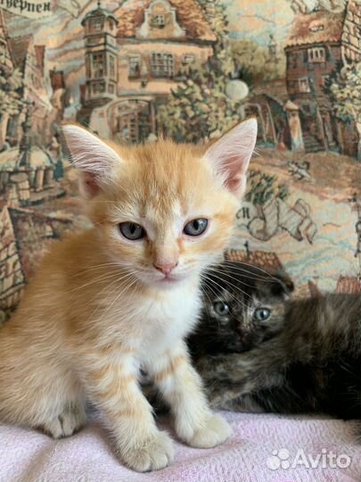 Отдам в добрые руки