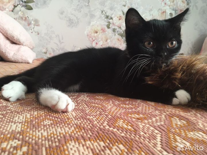 Кошечка шотландка