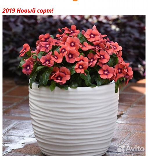 Семена профессиональные