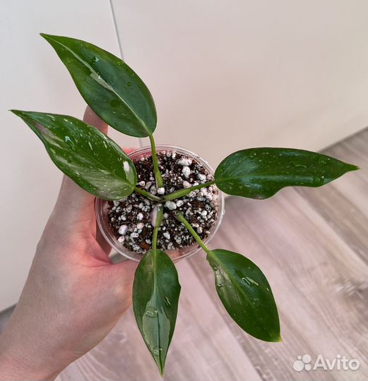 Филодендрон белая принцесса