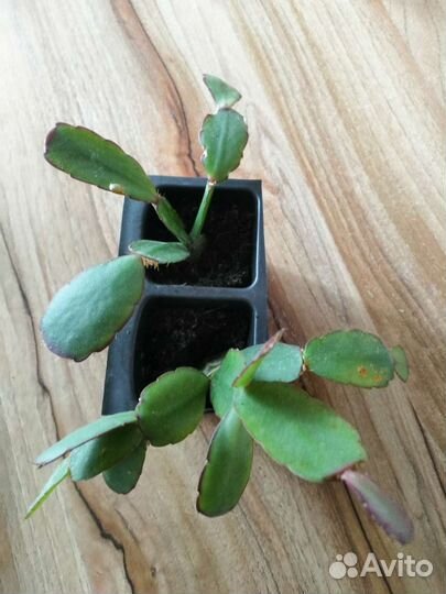 Декабрист(рипсалидопсис)