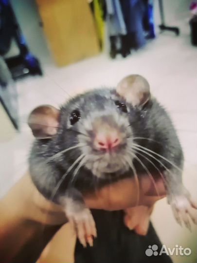 Передержка домашних животных