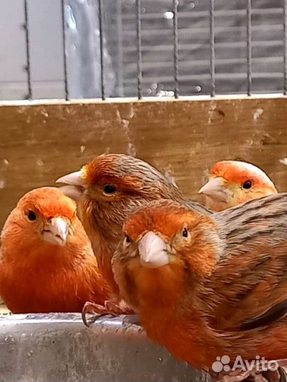 Кенара и канарейки