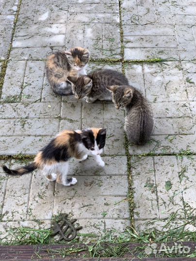 Спасите котят