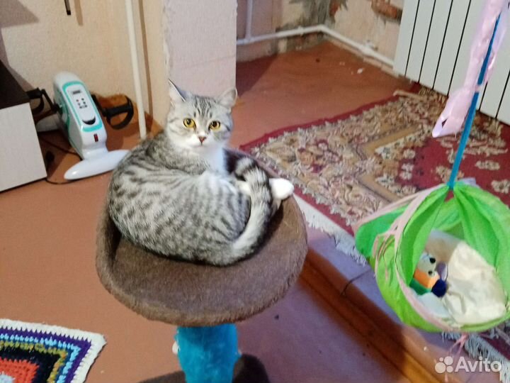 Кошка британка, в дар, с домиком