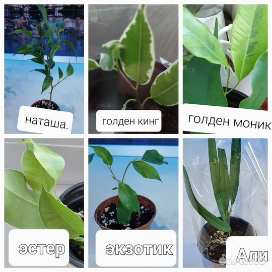 Фикусы сортовые