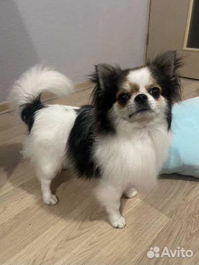 Случка чихуахуа