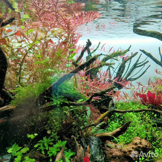 Аквариумные растения