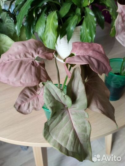 Сингониум неон робуста