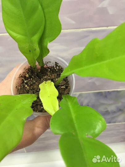 Филодендроны