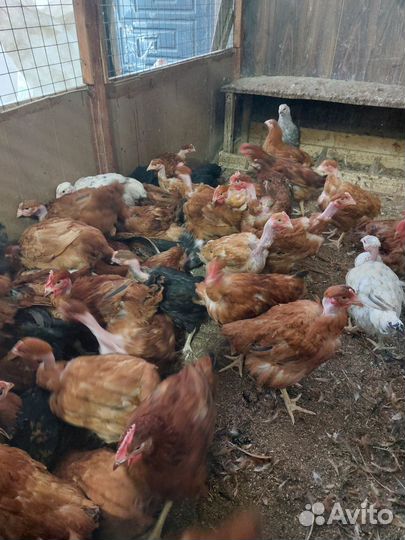 Молодки куры