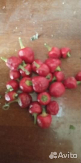 Перец комнатный острый Мексиканец