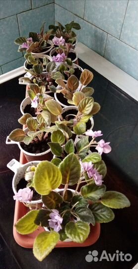 Сенполия (фиалка)