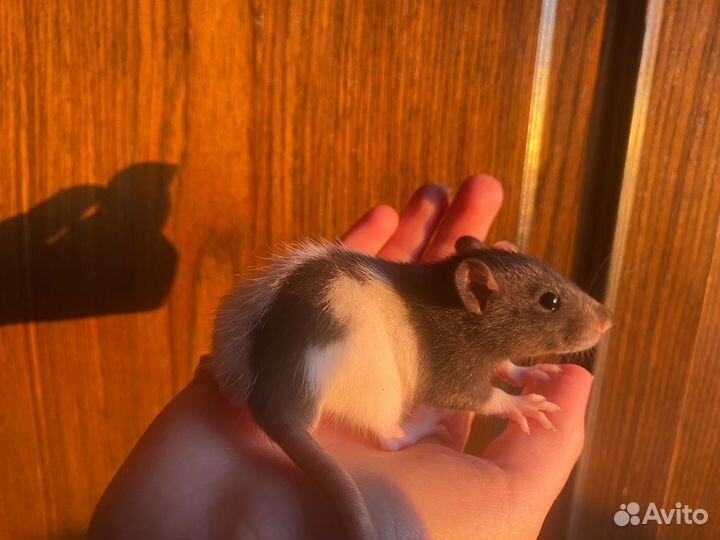 Крыса дамбо