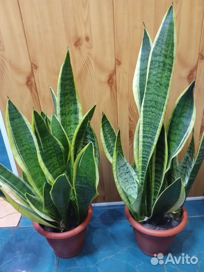 Сансевиерия