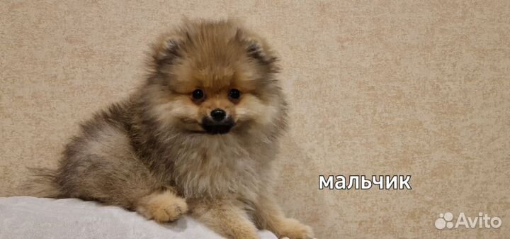 Щенки Шпицуль медвежьего,лисьего типа