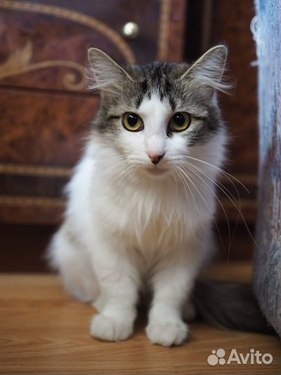 Радость-домашняя кошечка из приюта в дар