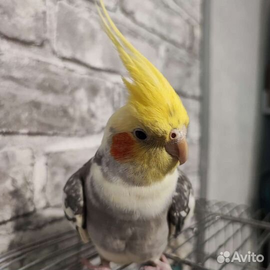 Попугай корелла с клеткой