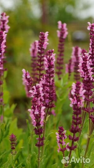 Шалфей дубравный (лесной) (Salvia nemorosa)