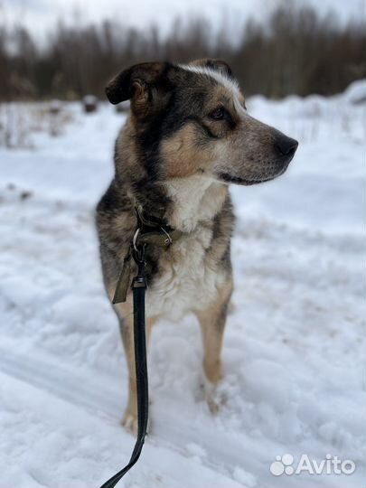 Машуня угосает в вольере